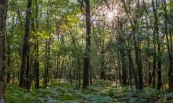 Der Artus-Wald Der Artus-Wald