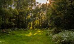 Selbst die Wege sind verwachsen Selbst die Wege sind verwachsen