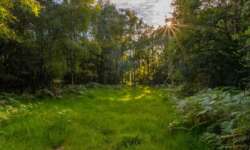 Einsam und stimmungsvoller Wald Einsam und stimmungsvoller Wald