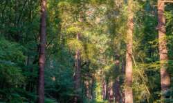 Merlin im Wald :-) Merlin im Wald :-)