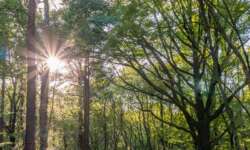 Abendlicht im Wald zu Brocéliande Abendlicht im Wald zu Brocéliande