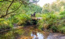 Auch Hunde lieben Huelgoat Auch Hunde lieben Huelgoat