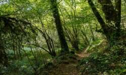 wunderbare Wege durch den Traumwald wunderbare Wege durch den Traumwald