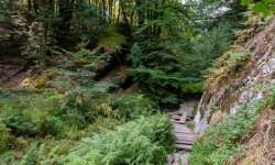 Einsame Stege im Wald Einsame Stege im Wald