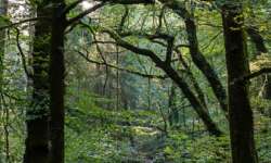 Einfach ein Traumwald Einfach ein Traumwald