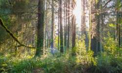 Die Abendsonne in Huelgoat Die Abendsonne in Huelgoat