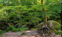 Bäume wie Geister Bäume wie Geister