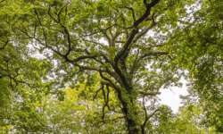 Beeindruckende Bäume... Beeindruckende Bäume...