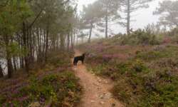 Dem Hund ist der Nebel egal Dem Hund ist der Nebel egal