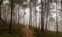 Seekiefern im Nebel Seekiefern im Nebel