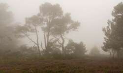 der morgendliche Nebelwald der morgendliche Nebelwald