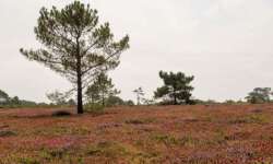 Die Heide auf Crozon Die Heide auf Crozon
