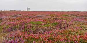 Heide bis zum Radarturm Heide bis zum Radarturm