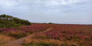 Wanderweg durch die Heide Wanderweg durch die Heide
