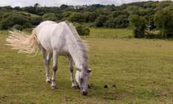 Küstenbewohner Küstenbewohner