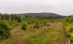 Das Gelände der Wisente Das Gelände der Wisente