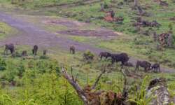 Das Rudel aus der Ferne Das Rudel aus der Ferne