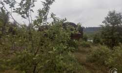 Das erste Bison des Tages Das erste Bison des Tages