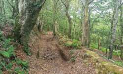 Der Hohlweg zurück Der Hohlweg zurück