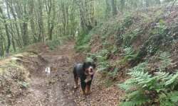 Sehr glücklicher Hund Sehr glücklicher Hund