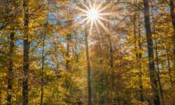 Herbstwald im Kraichgau Herbstwald im Kraichgau