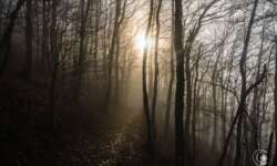 Nebelwald Nebelwald