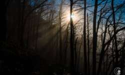 in the misty forest in the misty forest