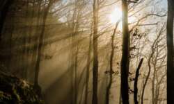 Sun in the forest Sun in the forest