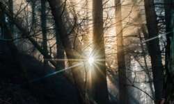 Wald, Nebel, Sonne Wald, Nebel, Sonne