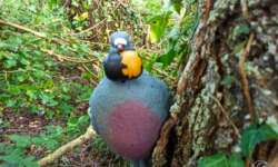 Manch eigenartiges Geschöpf Manch eigenartiges Geschöpf