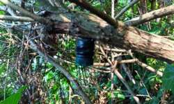 Oft hinter Dornen Oft hinter Dornen