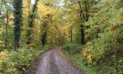 Bei schlechtem Wetter gehört mir der ganze Wald Bei schlechtem Wetter gehört mir der ganze Wald