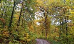 Spaziergang durch den verregneten Herbstwald Spaziergang durch den verregneten Herbstwald
