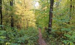 Herbstwaldhölle Herbstwaldhölle