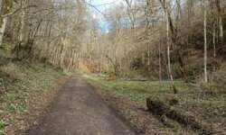 Märzenbecherteppich im Wolfstal Märzenbecherteppich im Wolfstal