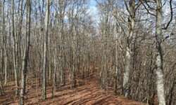 Buchenwald Buchenwald