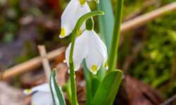 Perfekte Symbiose Perfekte Symbiose