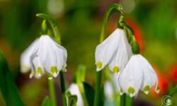 Blütentraum Blütentraum