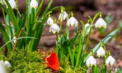 Märzenbecher und zinnoberroter Kelchbecherling Märzenbecher und zinnoberroter Kelchbecherling