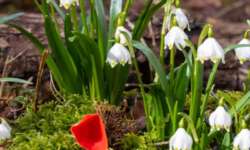 Märzenbecher und zinnoberroter Kelchbecherling Märzenbecher und zinnoberroter Kelchbecherling