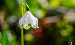 Blüte in der Sonne Blüte in der Sonne