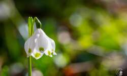 kleine Naturstudie Märzenbecher