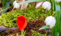 kleine Naturstudie kleine Naturstudie