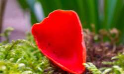 ein Pilz, keine Tulpe ein Pilz, keine Tulpe