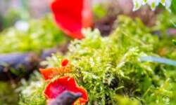 Zinnoberroter Kelchbecherling Zinnoberroter Kelchbecherling