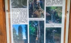 Infotafel Wunderfichte am Lemberg Infotafel Wunderfichte am Lemberg