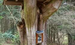 Die Wunderfichte am Lemberg Die Wunderfichte am Lemberg