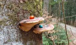 Der gemeine Oster-Pilz :-) Der gemeine Oster-Pilz :-)