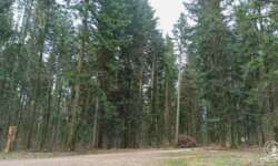 Der typische Albwald Der typische Albwald