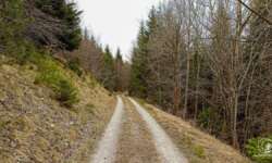 Spaziergang durch den Lemberg-Wald Spaziergang durch den Lemberg-Wald